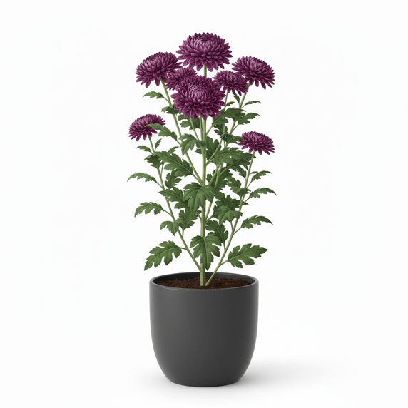 Chrysanthemum 'Touba'