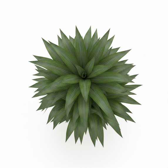 Dracaena Ulises 'Ulises'