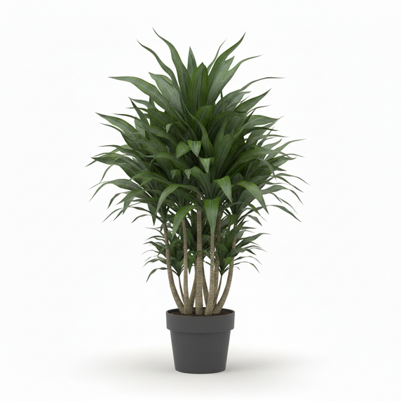Dracaena Ulises 'Ulises'