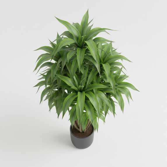 Reflexa Dracaena