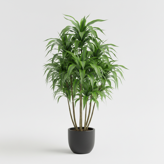 Song of India Plant 'Song of India'