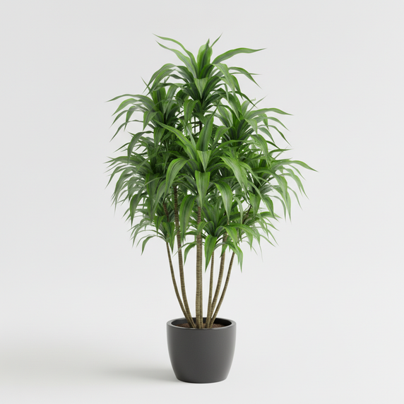 Song of India Plant 'Song of India'