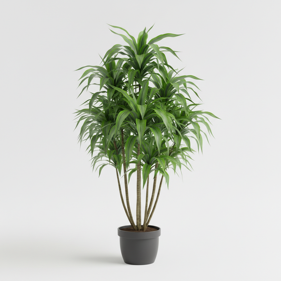 Song of India Plant 'Song of India'