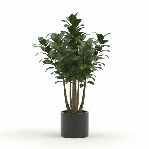 Compact Dracaena 'Compacta'