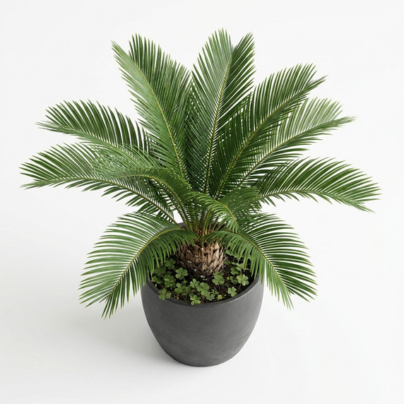 Sago Palm (Cycas)