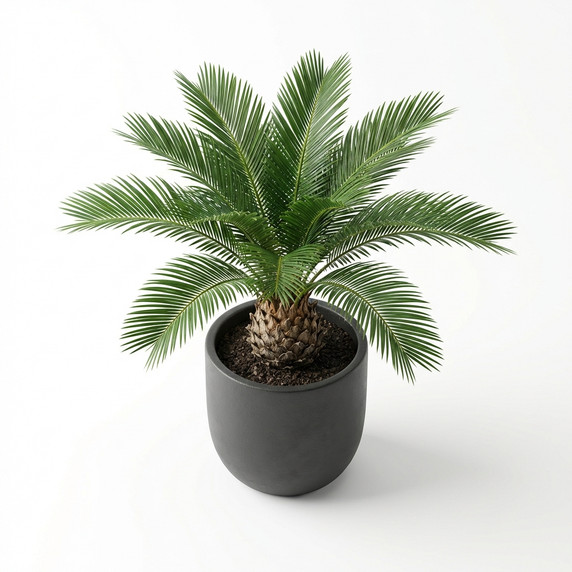 Sago Palm (Cycas)