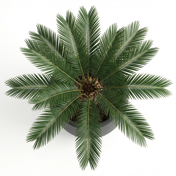 Sago Palm (Cycas)