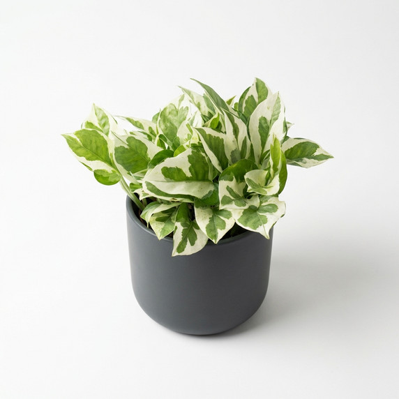 Lucky Bamboo 'Braided/Clipped Canes'