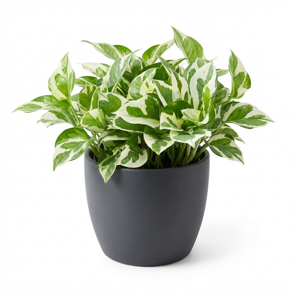 Lucky Bamboo 'Braided/Clipped Canes'