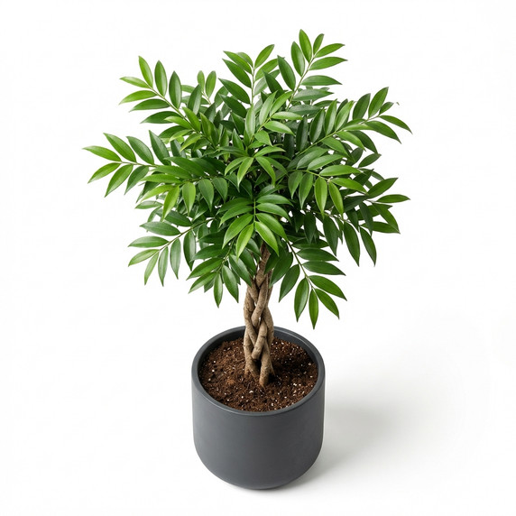 Alii Ficus