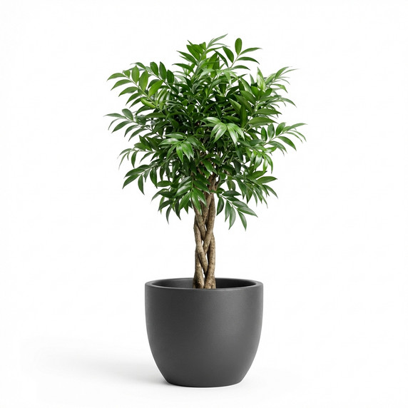 Alii Ficus