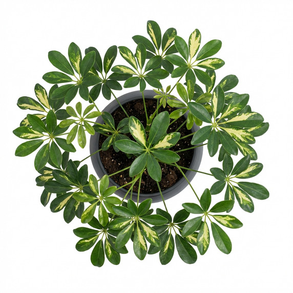 Moon Cactus (Gymnocalycium)