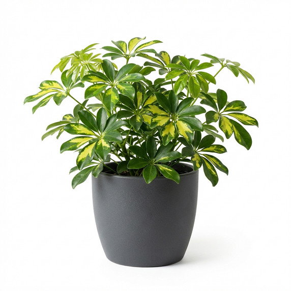 Moon Cactus (Gymnocalycium)