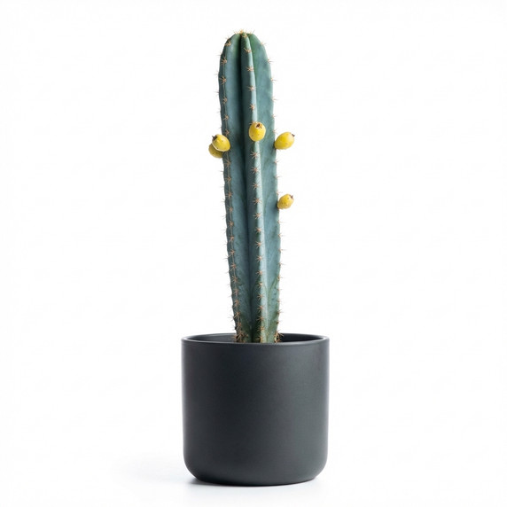 Moon Cactus (Gymnocalycium)