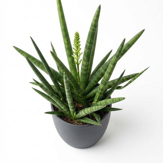 Treasure Flower (Gazania)