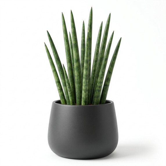 Treasure Flower (Gazania)