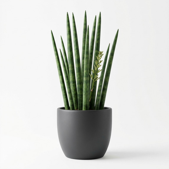 Treasure Flower (Gazania)