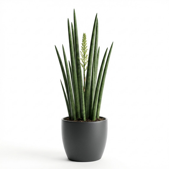 Treasure Flower (Gazania)