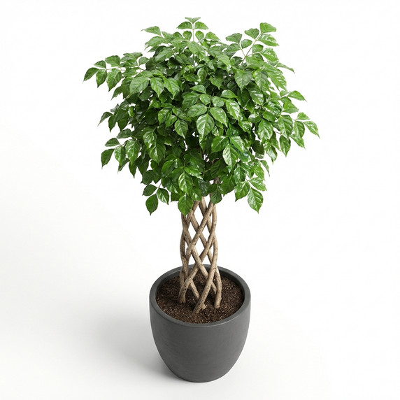 Money Tree 'Braided Stem'