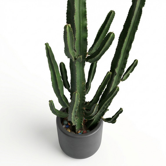 Candelabra Tree Euphorbia