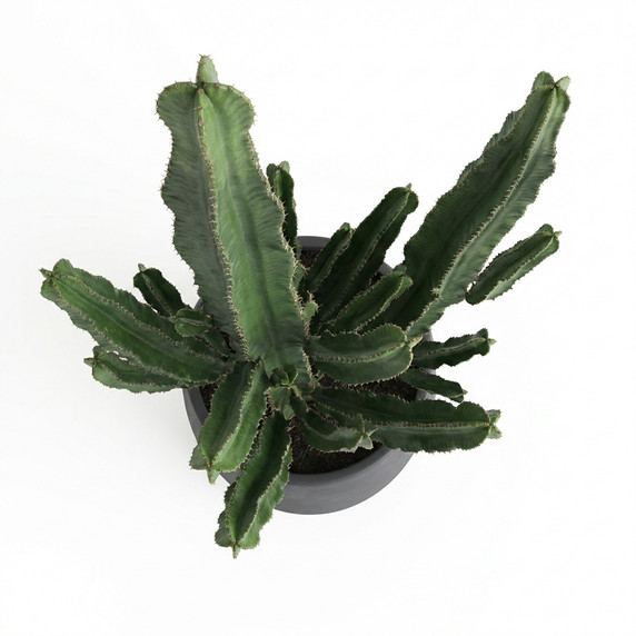 Candelabra Tree Euphorbia