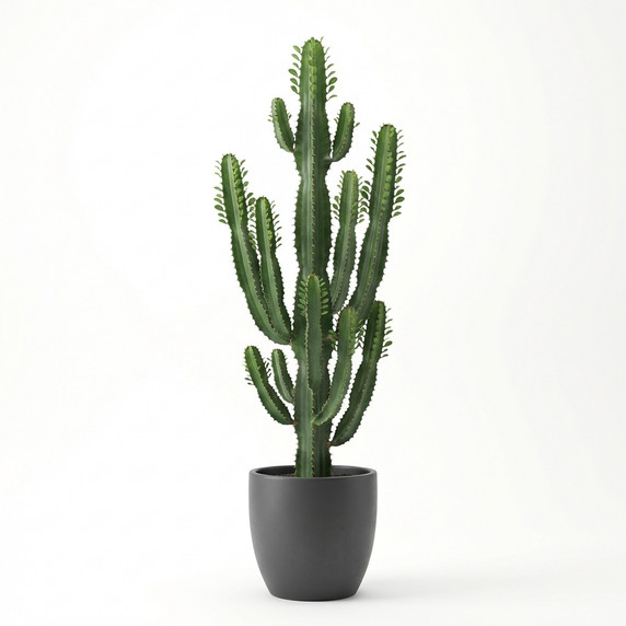 Candelabra Tree Euphorbia