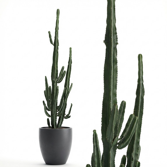 Candelabra Tree Euphorbia
