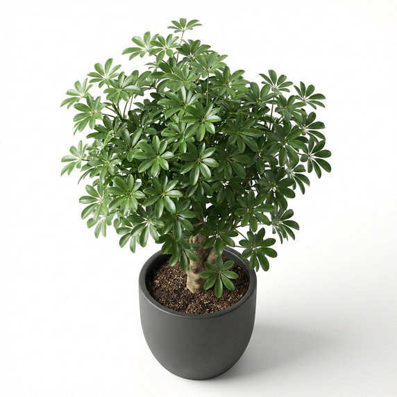 Ornamental Cabbage (Flowering Kale)