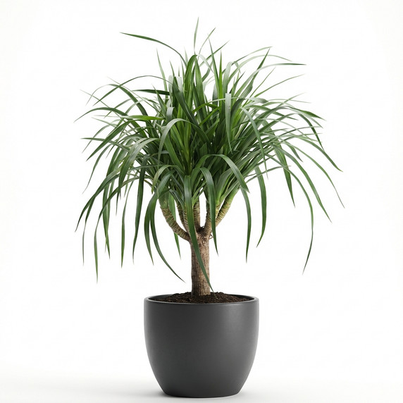 Pinstripe Calathea