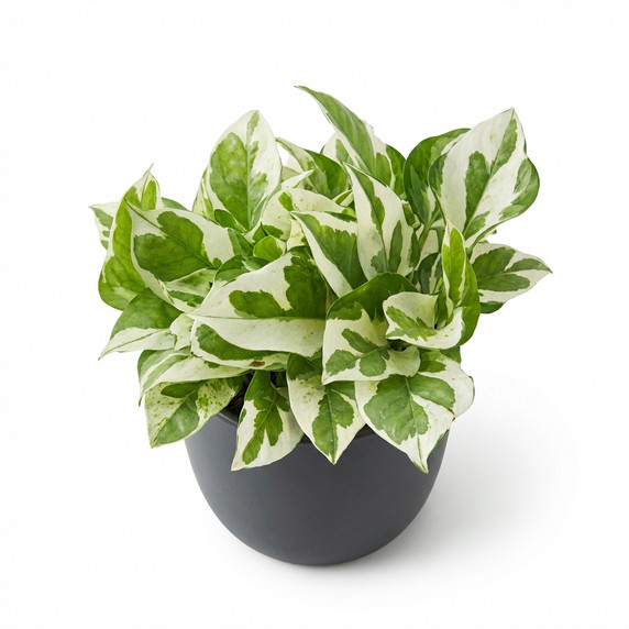 Golden Pothos 'Variegated (Marble Queen type)'