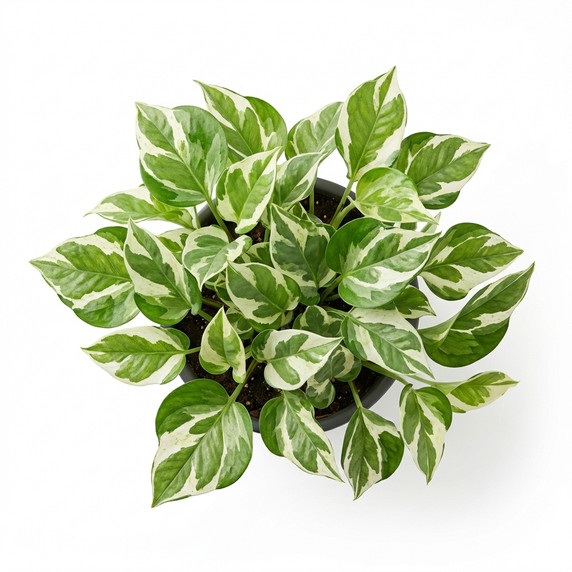 Golden Pothos 'Variegated (Marble Queen type)'