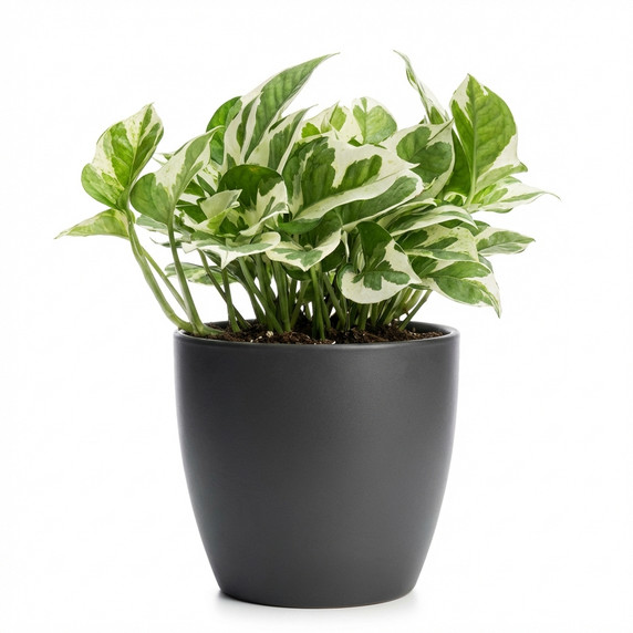 Golden Pothos 'Variegated (Marble Queen type)'