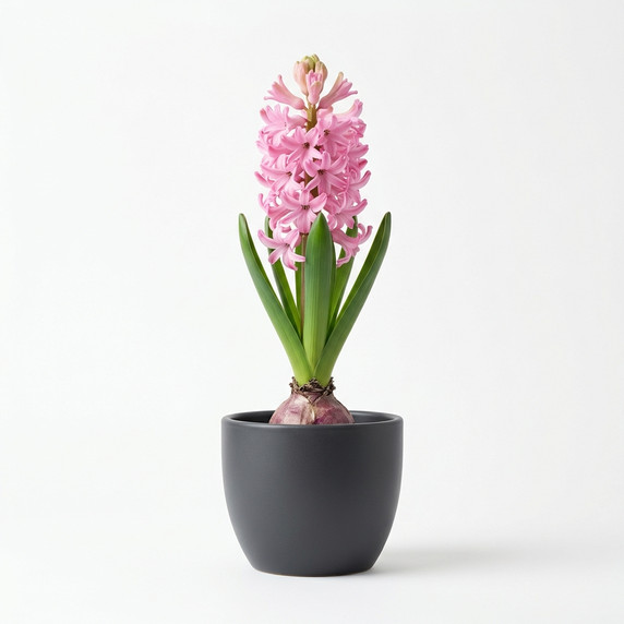 Common Hyacinth