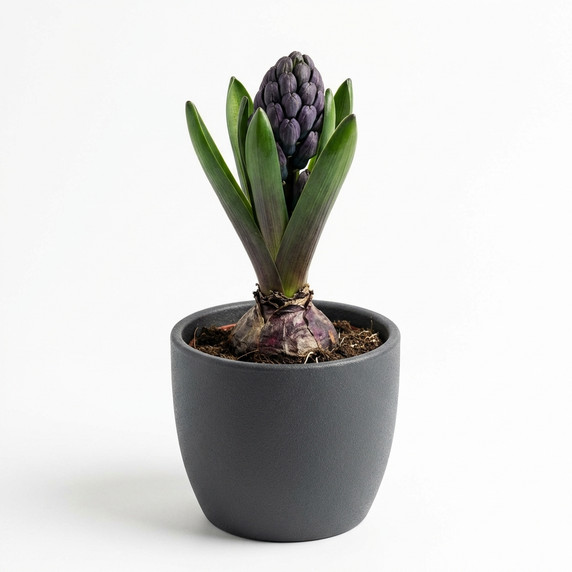 Dutch Hyacinth