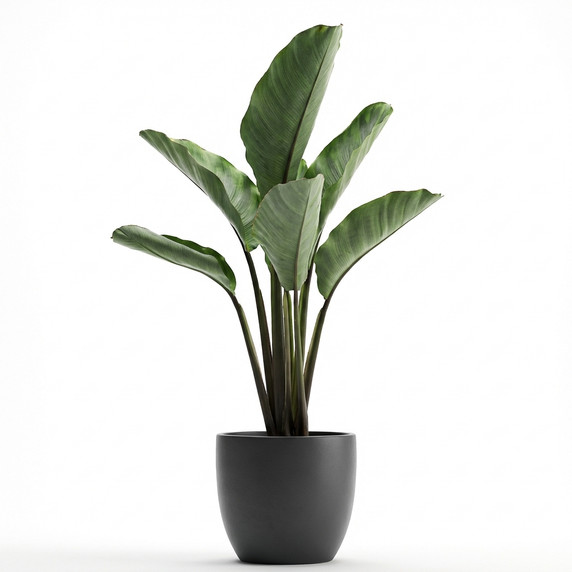 Giant White Bird of Paradise