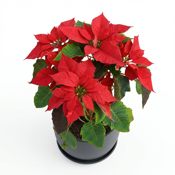 Poinsettia
