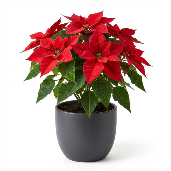 Poinsettia