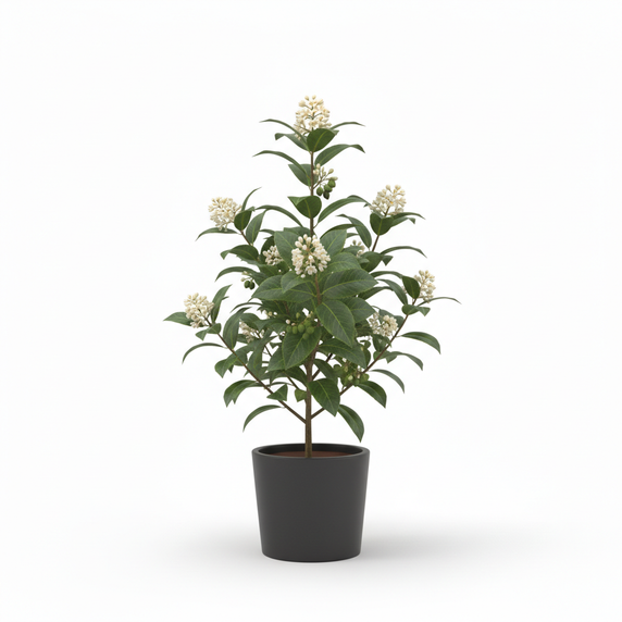 Japanese Skimmia 'Ghost'