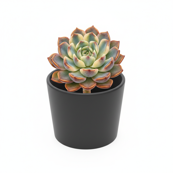 Echeveria Assorted Colors 'Assorted Cultivars'