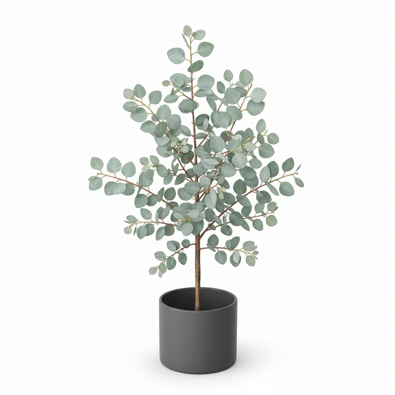 Eucalyptus