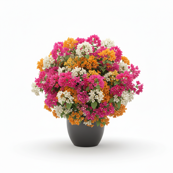 Multicolor Grafted Bougainvillea Bonsai 'Grafted Bonsai'