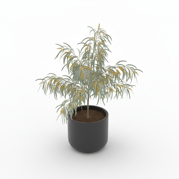 Dwarf River Wattle 'Dwarf'