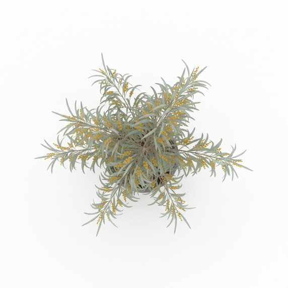 Golden Wreath Wattle