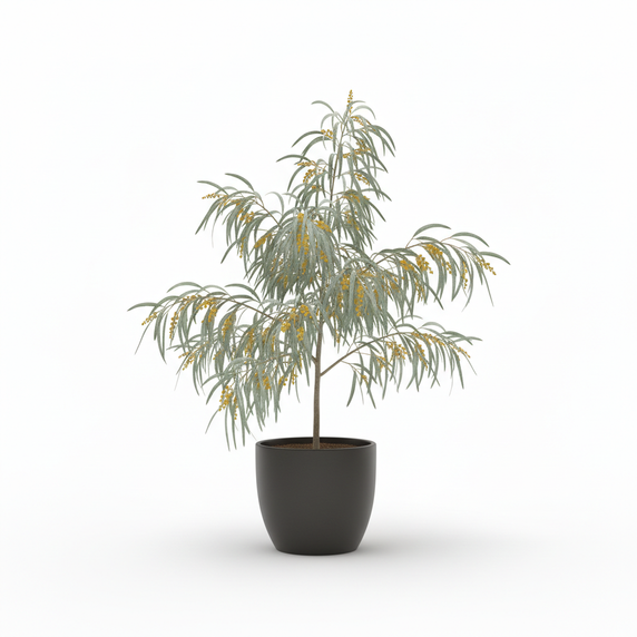 Golden Wreath Wattle