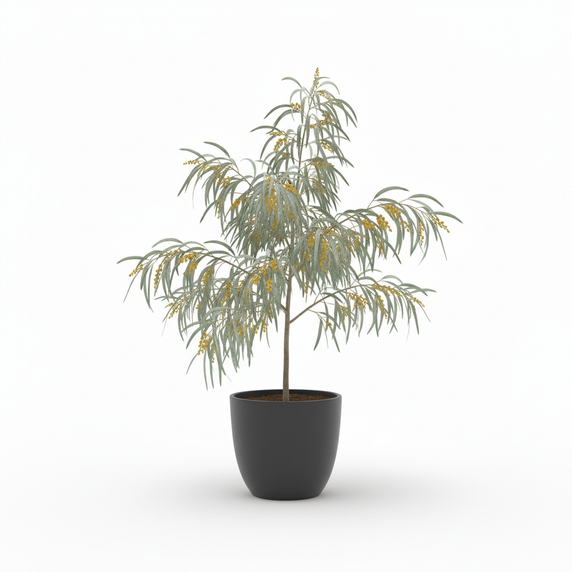 Golden Wreath Wattle