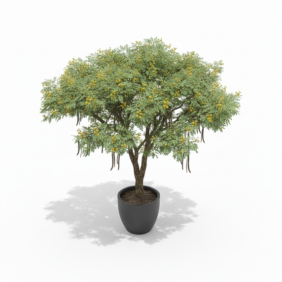 Golden Wreath Wattle (Acacia)