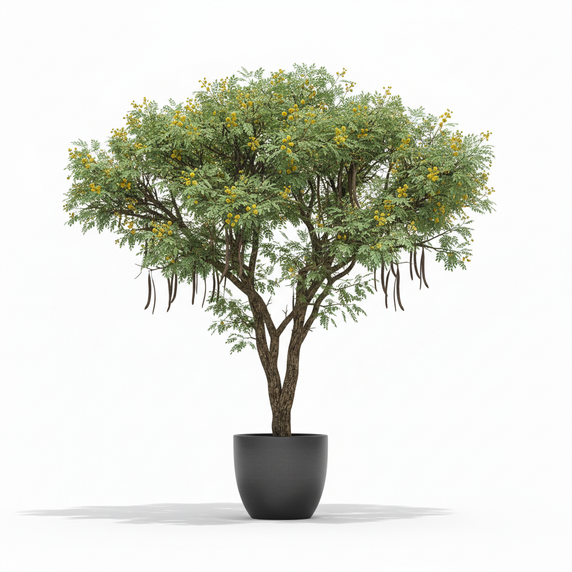 Egyptian Thorn Acacia