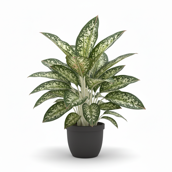 Chinese Evergreen 'Emerald Green'