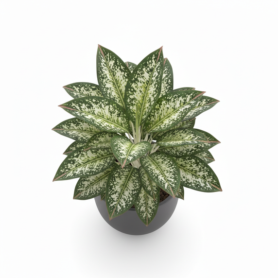 Chinese Evergreen 'Green'