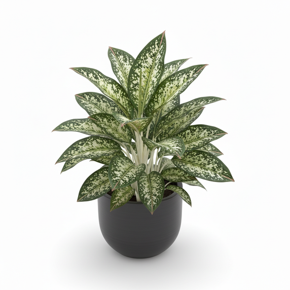 Chinese Evergreen 'Spotted'